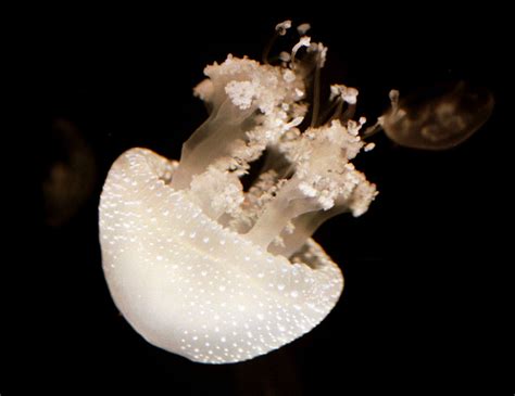 White Spotted Jellyfish Invasive Species