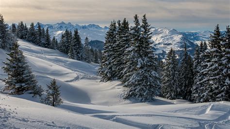 Snowy Forest