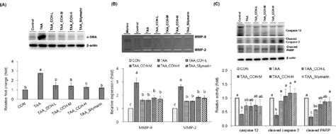 Protein Expressions Of A Sma Caspase Cleaved Caspase And