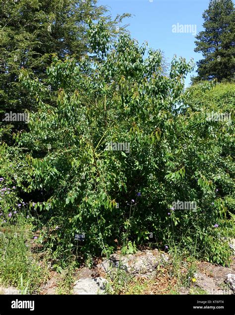 aristotelia chilensis banque de photographies  dimages  haute