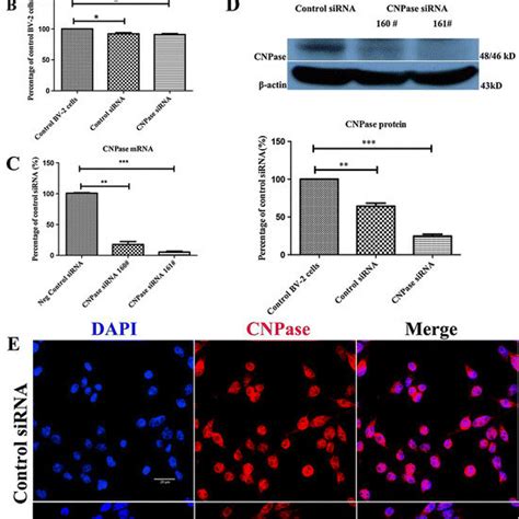 Confocal Images Showing The Induction Of CNPase Expression At 7 Days