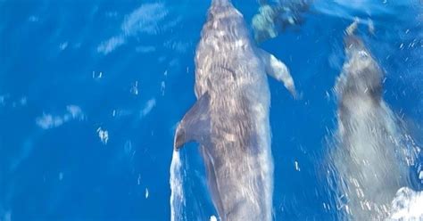 Tour Privado En Barco Para Avistar Delfines Port Aransas Texas