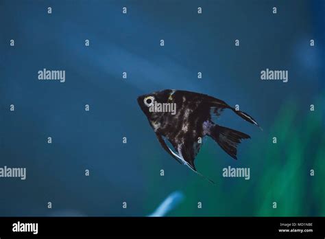 Black fish on blue aquarium water background with copy space Stock ...