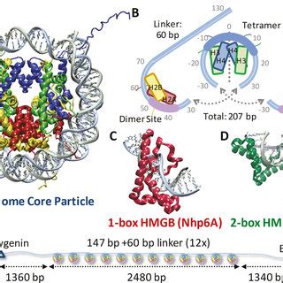 PDF Single And Double Box HMGB Proteins Differentially Destabilize