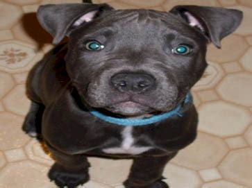 American Pit Bull Registry - Black Pit Bull Puppy Pictures