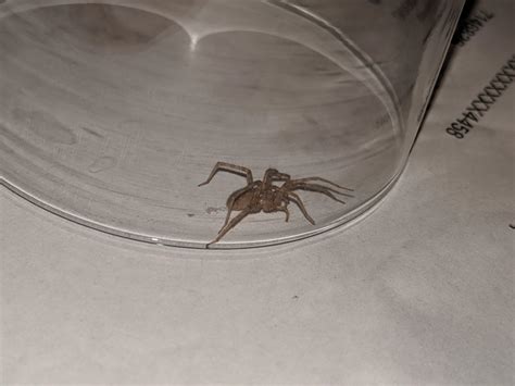 Spider found in NYC. About the size of a nickel with legs included