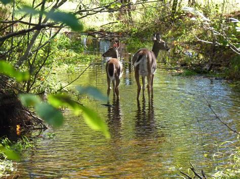 Yes, Deer Can Swim! 13 Interesting Facts About These Surprisingly