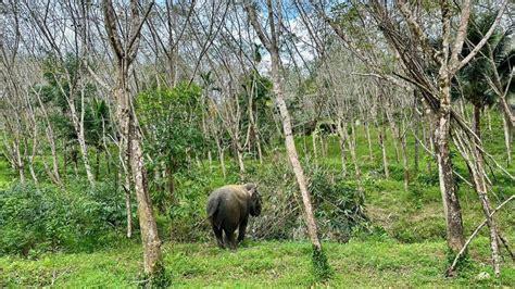 2 Hours Early Bird Guide Tour In Khao Lak Elephant Sanctuary