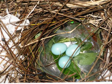 Mynah Bird Egg