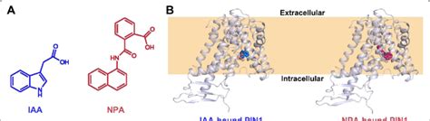 Structures Of Auxin And NPA Bound PIN1 Protein A Chemical Structures