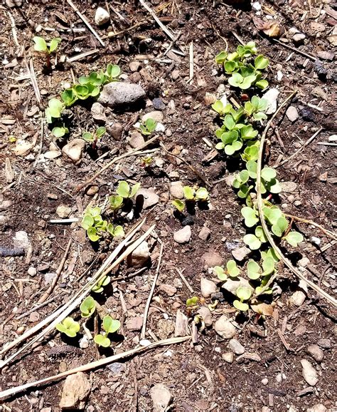 My Radishes are growing!! : r/mildlyinteresting