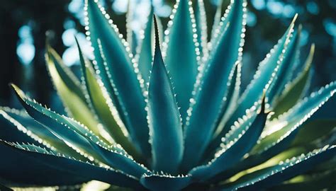 Grow Your Own: A Guide to Propagating Blue Glow Agave (Agave 'Blue Glow ...