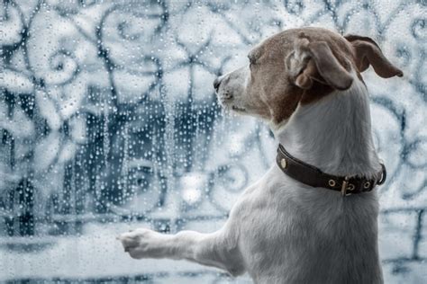 9 Rainy Day Ideas to Entertain Your Dog with Minimal Equipment