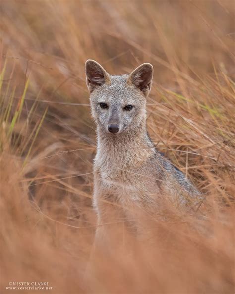 Crab Eating Fox Kester Clarke Wildlife Photography