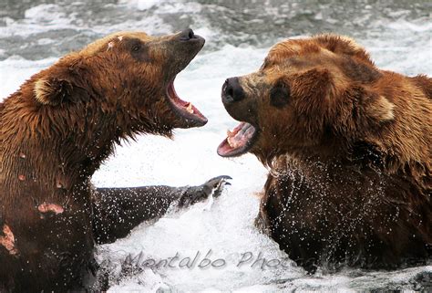 Brian Montalbo Photography Alaska Animals