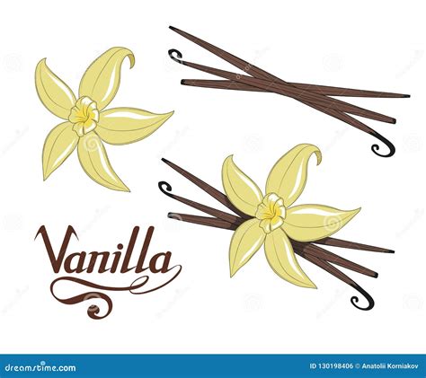 Hand Drawn Vanilla Beans Spicy Ingredient Vanilla Flower Logo