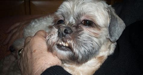 Shih Tzu Mais Velho Do Mundo - 3 formas de ajudar o seu shih tzu idoso a ficar mais confortável