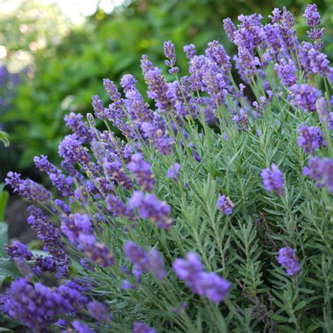 Lavandula X Intermedia ‘phenomenal Garden Foreplay