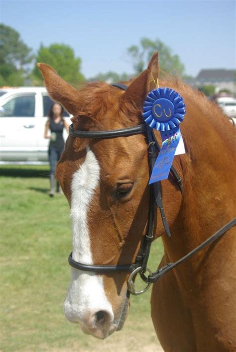 The Horses Campbell University Equestrian Team