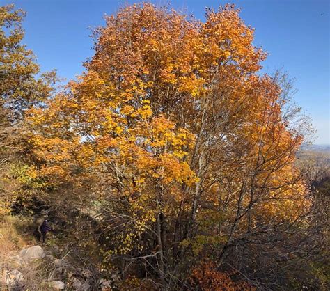 L Incanto Del Foliage Nel Parco Nazionale Di Abruzzo E Molise La