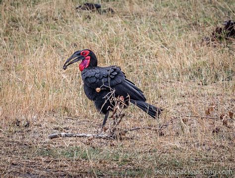 Serengeti Birds - HawkeBackpacking.com