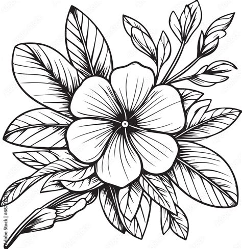 Outline Periwinkle Drawing Periwinkle Flower Line Drawing Clip Art