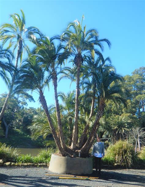 Phoenix Reclinata True Green Nursery