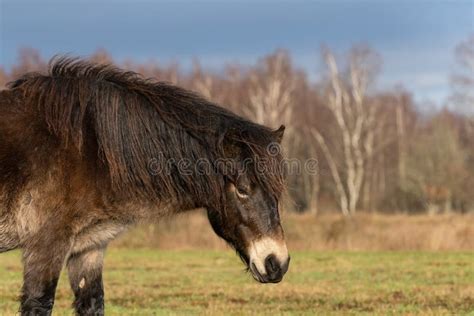 Herd Of Wild Exmoor Pony Heads Chestnut Color Horses On The Grass In