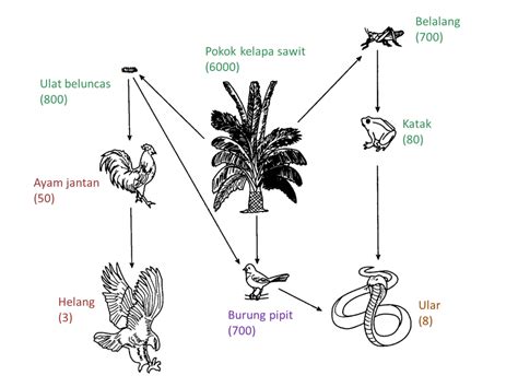 43 Siratan Makanan Soalan Subjektif Sains Pt3