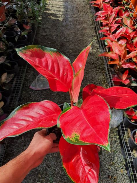 Aglaonema China Red – Malaysia Online Plant Nursery