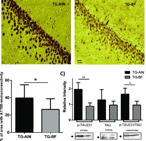 Tau Hyperphosphorylation In Tg Mice A Representative Photomicrographs