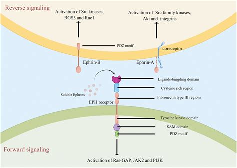 Oncologie Free Full Text The Eph Ephrin System In Hepatocellular