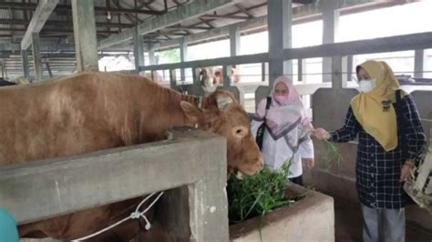 Riau Kembali Dapat Bantuan Sapi Kurban Dari Presiden Jokowi