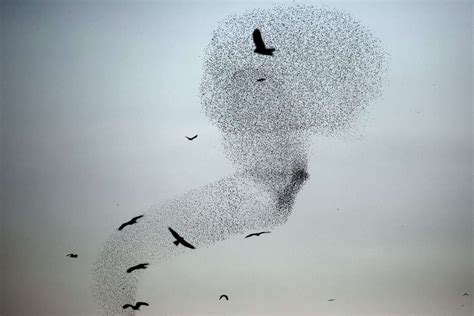 See Starlings In A Murmuration Put On A Flight Show Murmuration