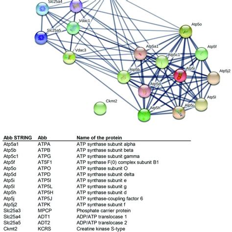 Mutual Protein Interactions Among The Proteins Identified As Being