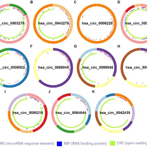 The Structural Patterns Of Candidate Circrnas Acquired From Cscd