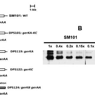 Germination of C. perfringens spores with various germinants. Heat ...