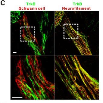 Bdnf Promotes Schwann Cell Survival Through Axonal Receptors And