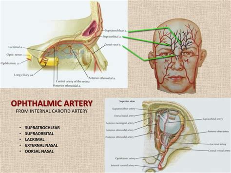 Neurovascular Topography Of The Face And Neck