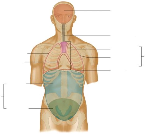 Anterior View Of Body Cavities Diagram Quizlet