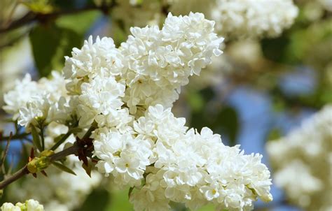 Wallpaper Light Flowers Branches Spring White White Flowering