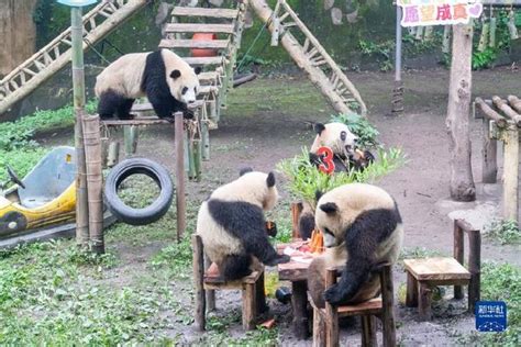 重庆动物园六只大熊猫集体过生日 新浪图片