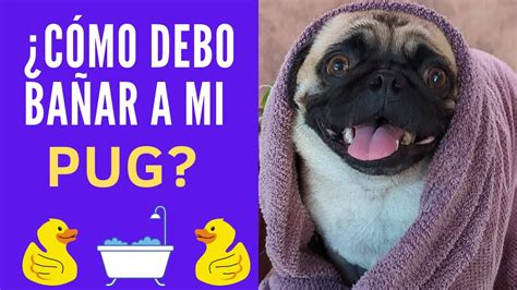 Consejos Para Ba Ar A Tu Perro Pug Youtube