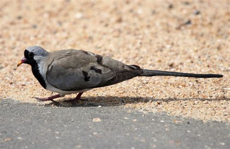 Oena Capensis ♂ Namaqua Dove African Animals Kruger National Park