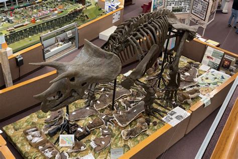 New triceratops fossil arrives at Barnes County Historical Society ...