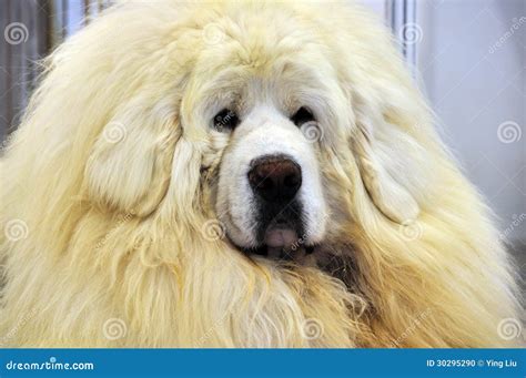 White Tibetan Mastiff stock photo. Image of sentinel - 30295290