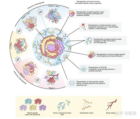 4分钟带你读懂一篇47分重磅综述轻松拿下这一爆火的肿瘤研究新方向 知乎