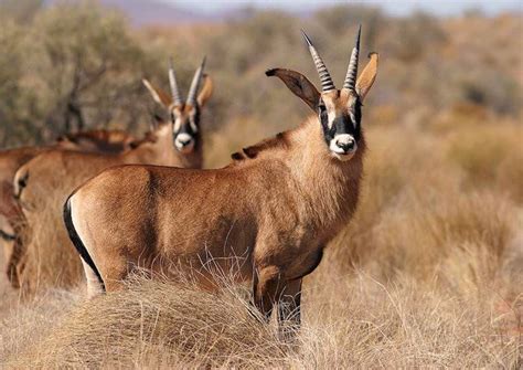 group  roan antelope hippotragus equinus  largest antelope