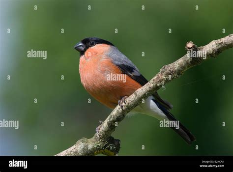 Male European Bullfinch Stock Photo Alamy