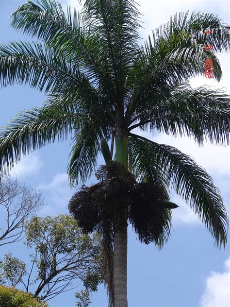 Polynesian Produce Stand IMPERIAL PALM Venezuelan Royal Palm Tree